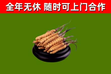古浪县回收冬虫夏草